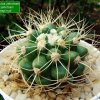 Discocactus _zehntneri _ssp.zehntneri 'albispinus' 05